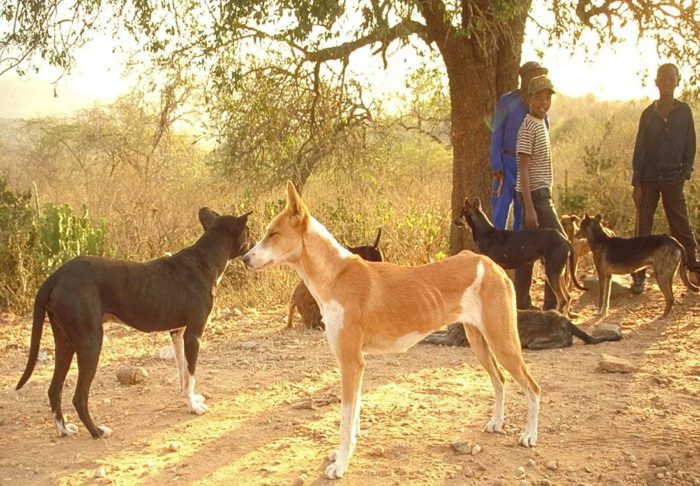 Собаки африканис и дети