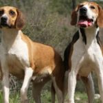 Две собаки англо-французские гончие