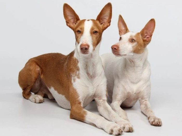 Две собаки породы андалузский поденко