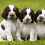 Три щенка спрингер-спаниеля