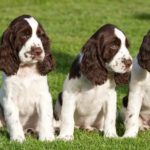 Три щенка английского спаниеля на траве