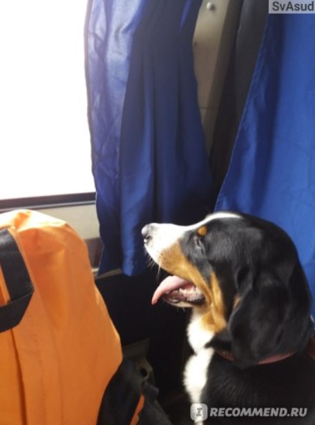 Собака любит поездки