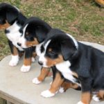 Три щенка Аппенселлер зенненхунда выбор