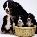 Мама рядом с щенками в корзине