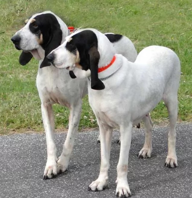Две собаки арьежсие гончие