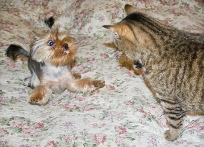 Кот и собака йорк
