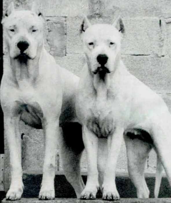 Кордовские бойцовые собаки