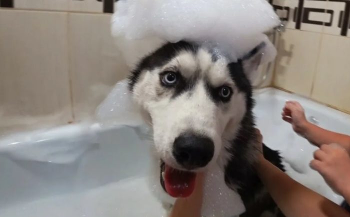 Сибирский хаски в ванной