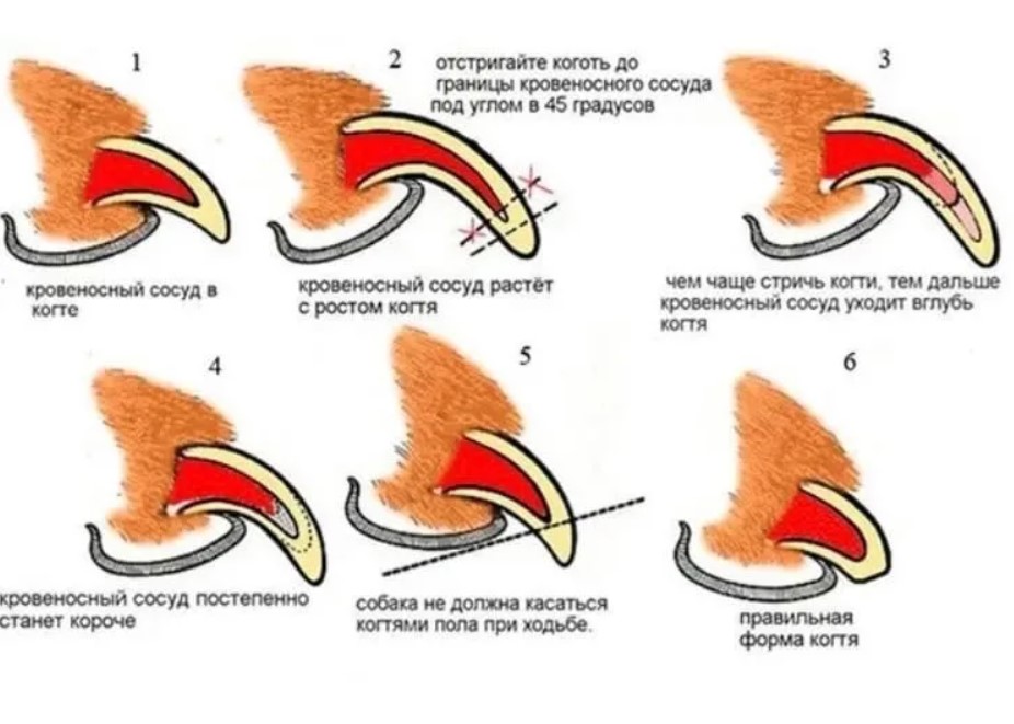 Можно ли коту стричь когти. Как обстричь когти собаки. Как обрезать когти собаке. Обрезание когтей собаке. Схема подстригания когтей у собак.