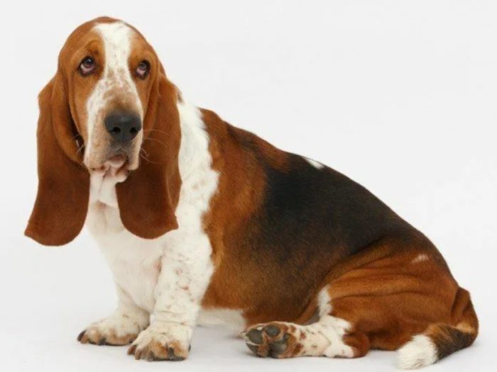 Бассет-хаунд порода собак с длинными ушами