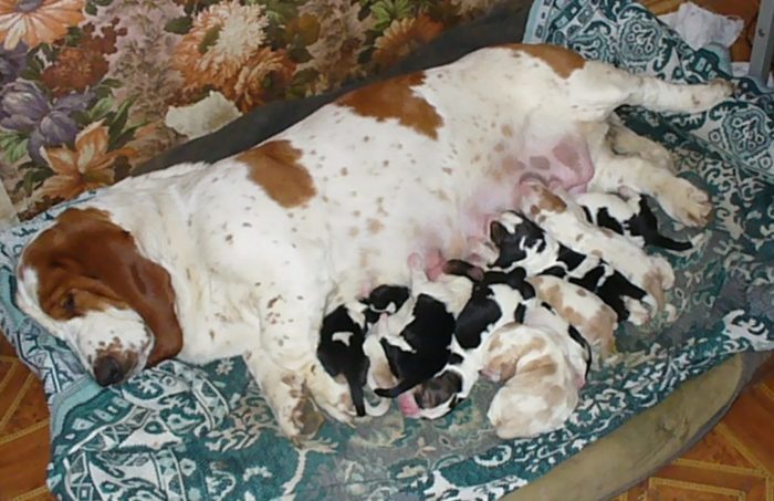 Бассет-хаунд щенята с мамой