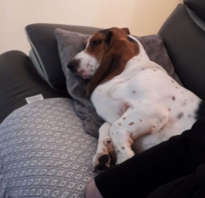 Собака спит на диване