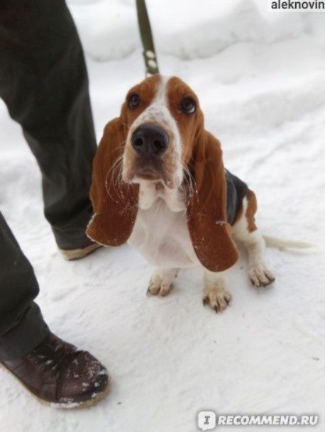 Бассет-хаунд прогулка по снегу