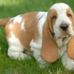 Бассет-хаунд щенок на траве