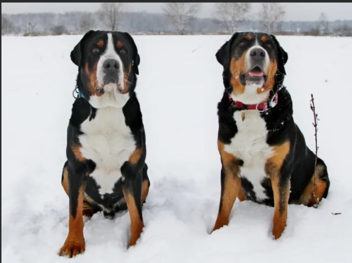 Большой швейцарский зенненхунд две собаки