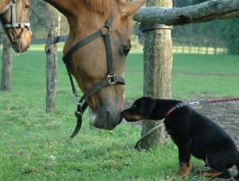 Дружба между лошадью и собакой
