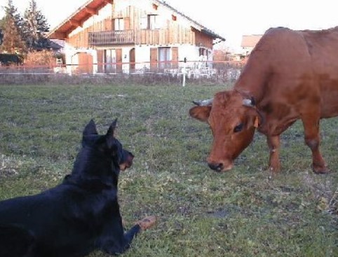 Собака и корова