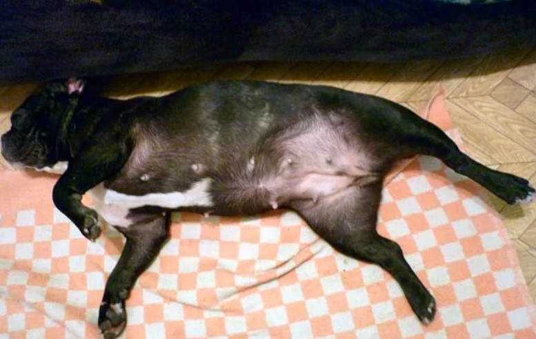 Беременность собак длительность. Живот французского бульдога.