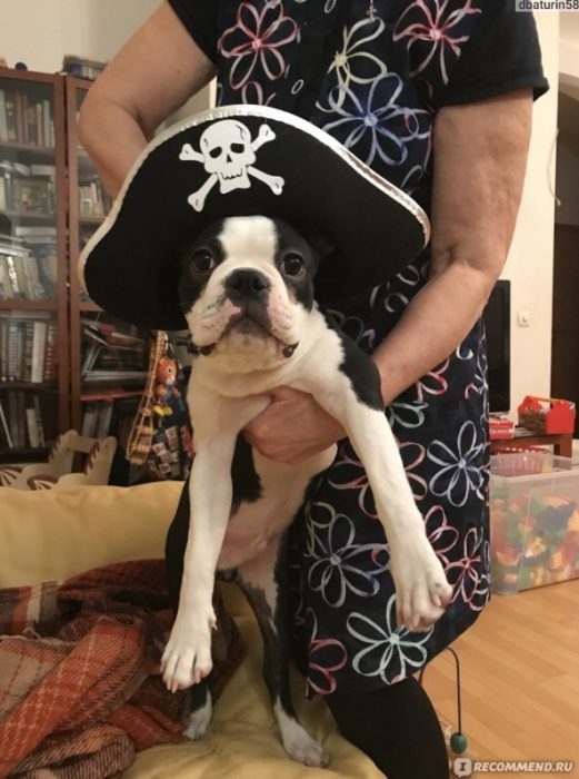 Забавный пират