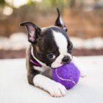 Бостон-терьер щенок с мячом