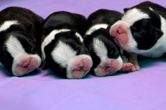 Новорожденные щенки бостон-терьрера