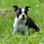 Бостон-терьер щенок в траве