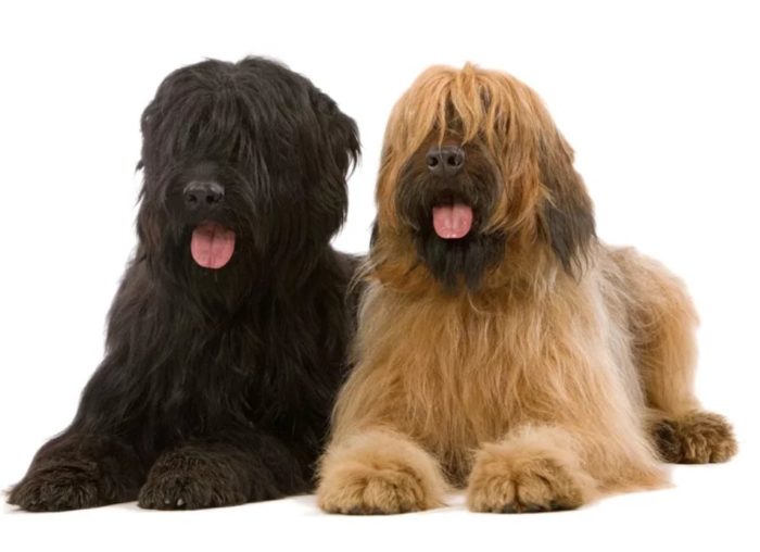 Два цвета собак породы бриар
