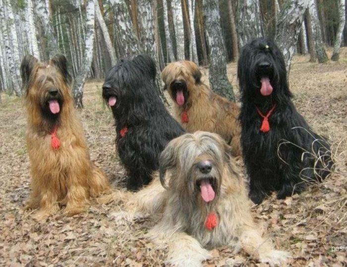  Собаки разного окраса