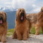 Три собаки бриар