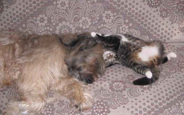 Бриар спит с кошкой