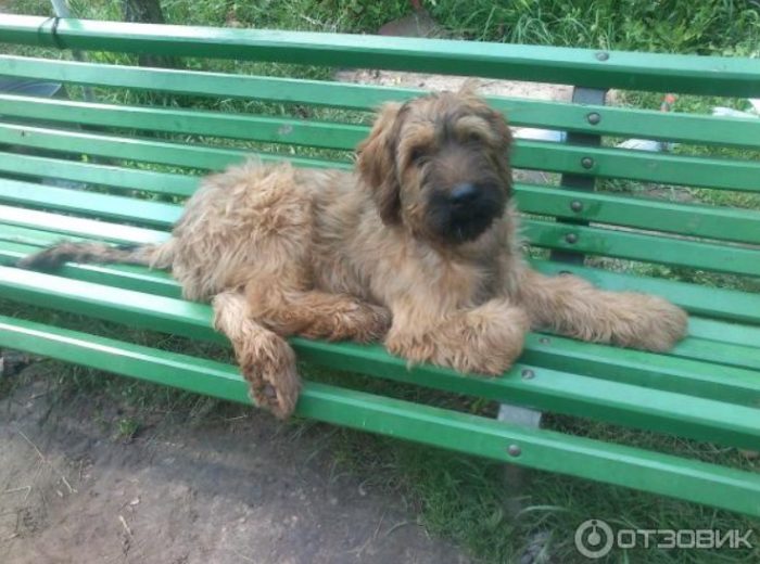 Собака на скамейке