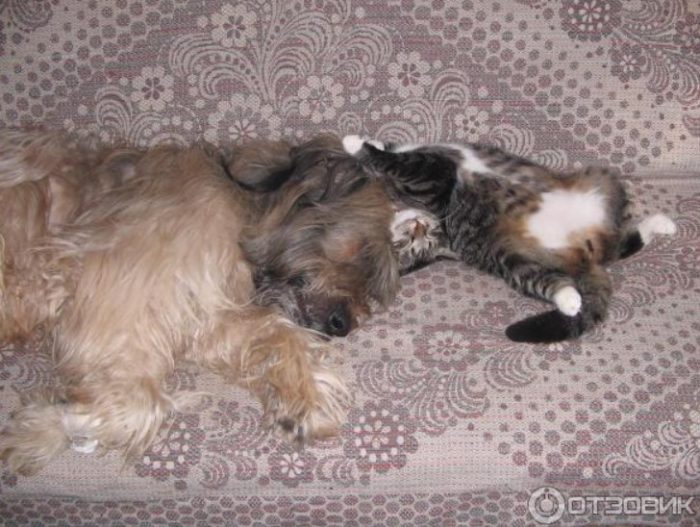 Собака и кошка друзья