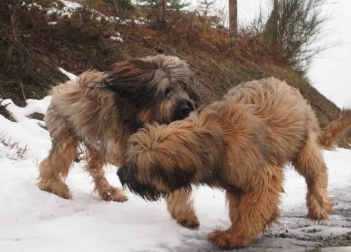 Две собаки породы бриар