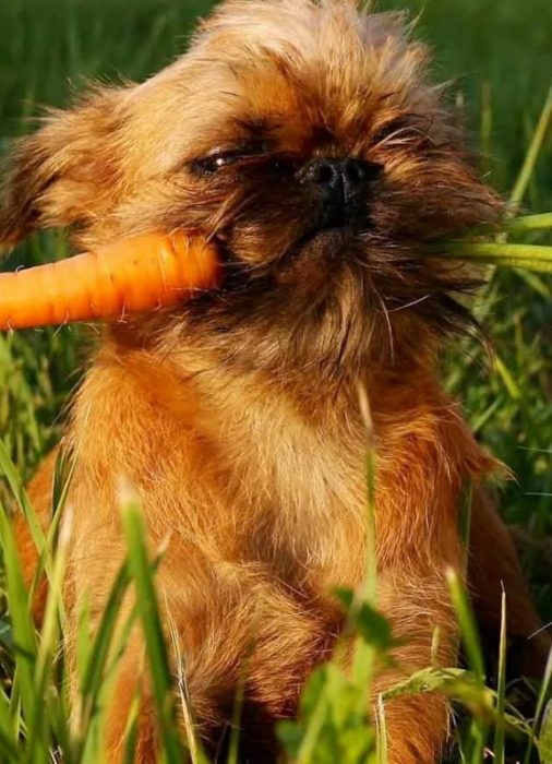 Гриффон с морковкой