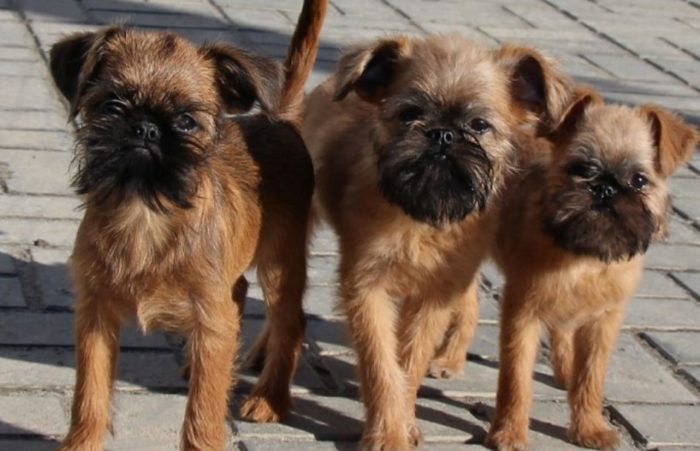 Три собаки породы брюссельского гриффона