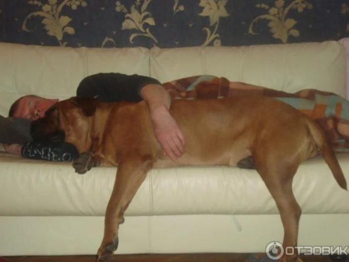 Спящие в обнимку собака и хозяин