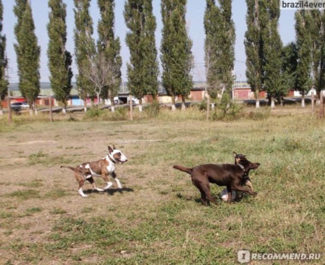 Бультерьер играет с собаками