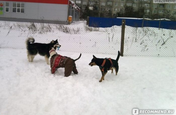 Игра собак зимой