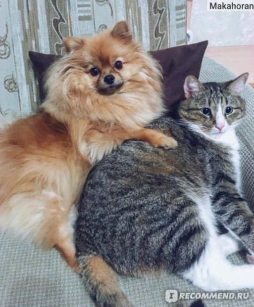 Друзья шпиц и кошка
