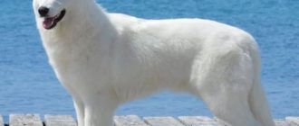 Белая собака породы швейцарская овчарка