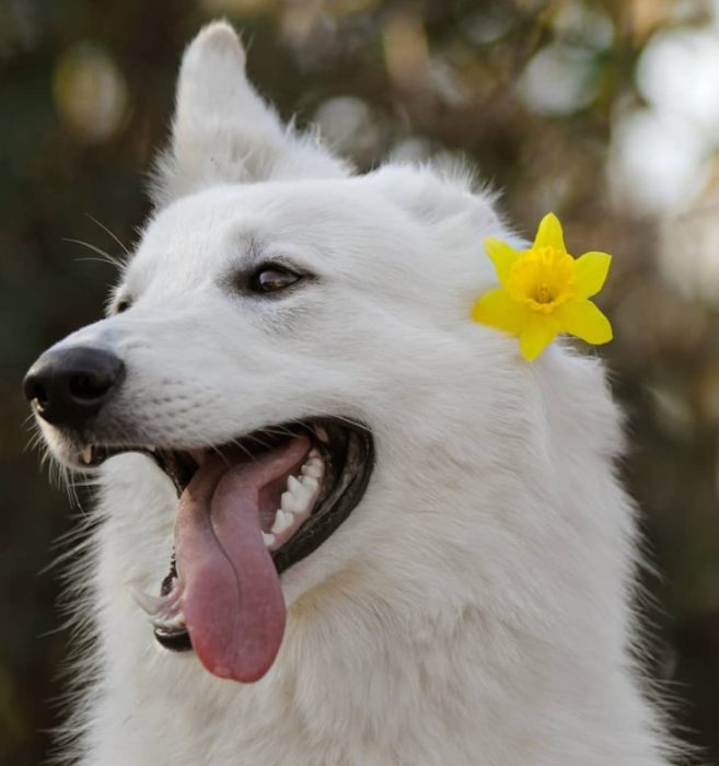 Собака с цветочком