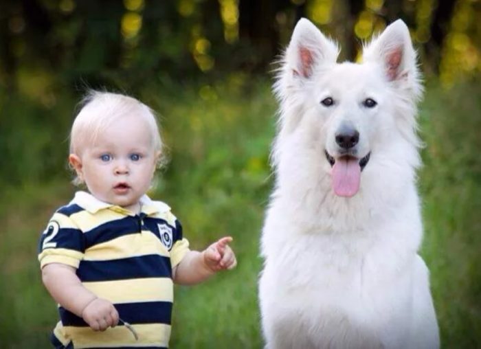 Белая овчарка с ребенком