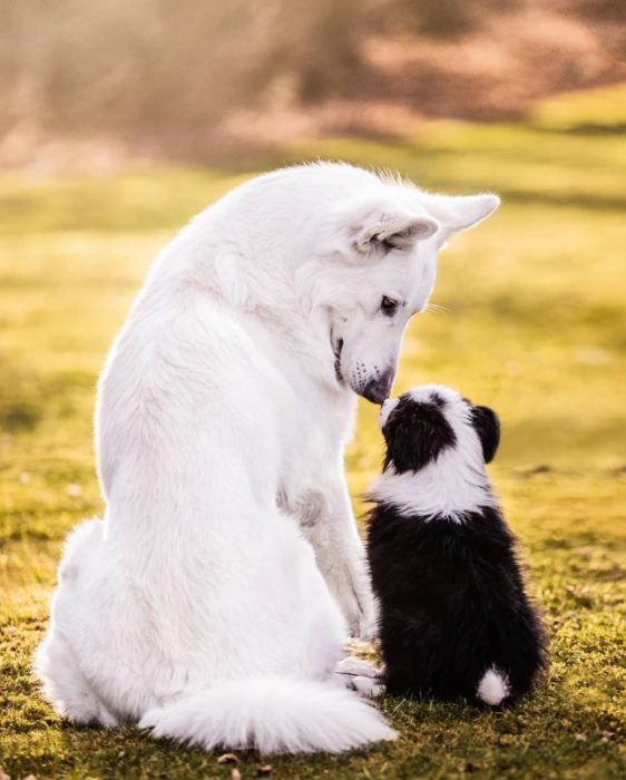 Белая овчарка и щенок