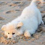 Щенок в песке