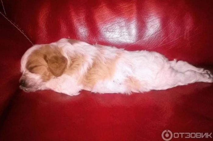 Бретон эпаньоль щенок спит