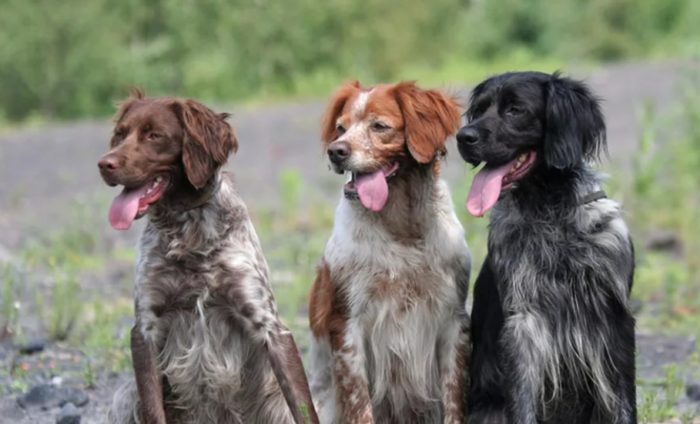 Три собаки эпаньолы