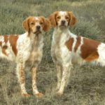 Две собаки британского эпаньола