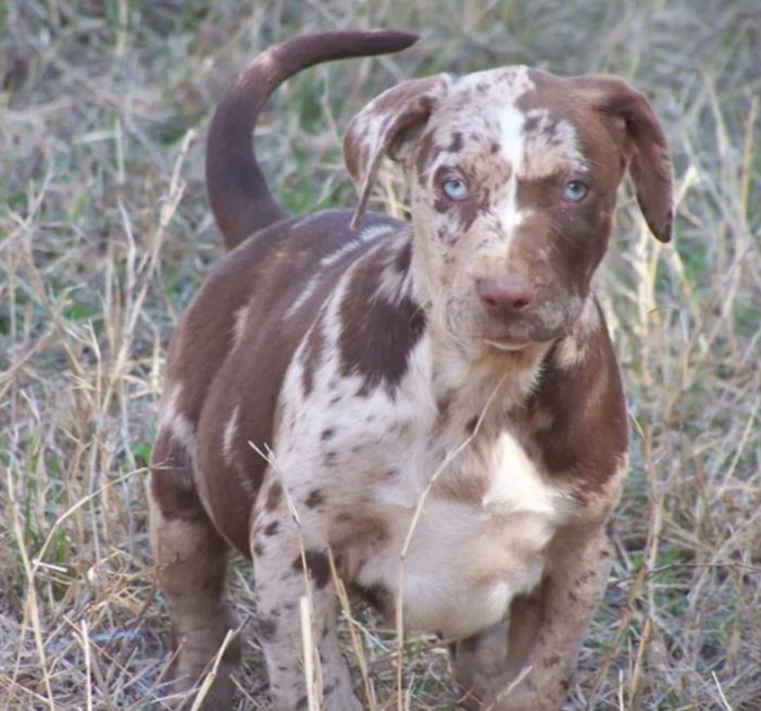 Собака породы бульдог Катахулы в поле
