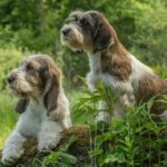 Две собаки породы вандейский бассет-гриффон