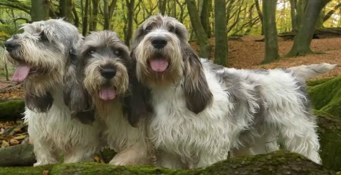 Три собаки вандейских бассет-гриффон